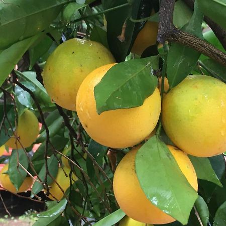 Safir Pansiyon Çıralı Ngoại thất bức ảnh